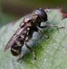 Eumerus funeralis